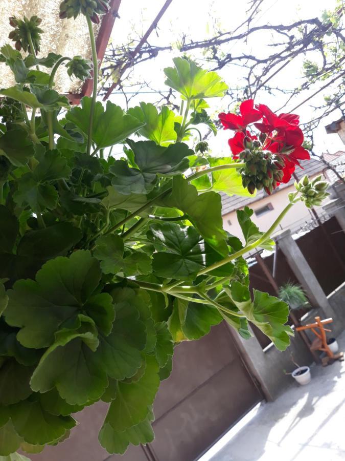הוילה טורדה Casa Mara מראה חיצוני תמונה